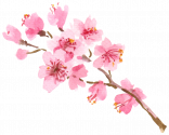 Cherry Blossom (2)